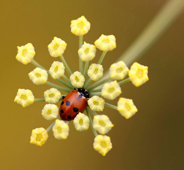 Claire Carey ladybird