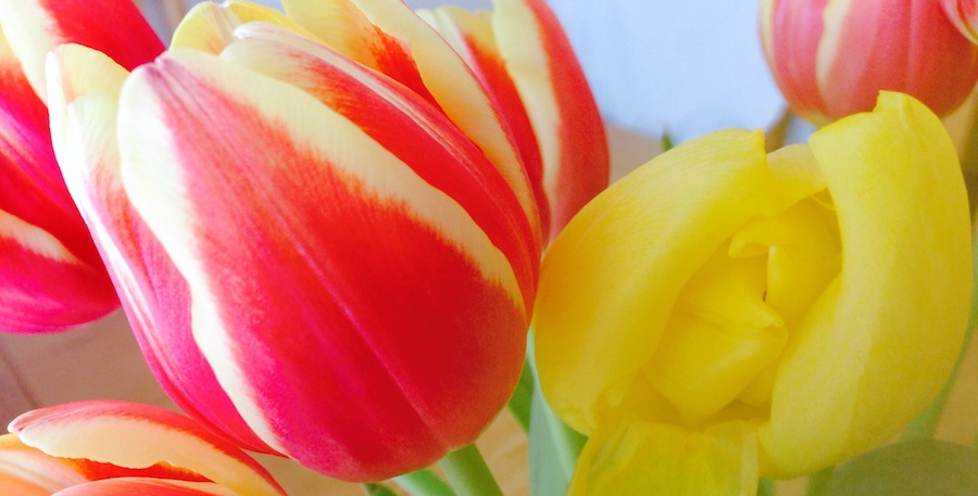 Tulips_edited